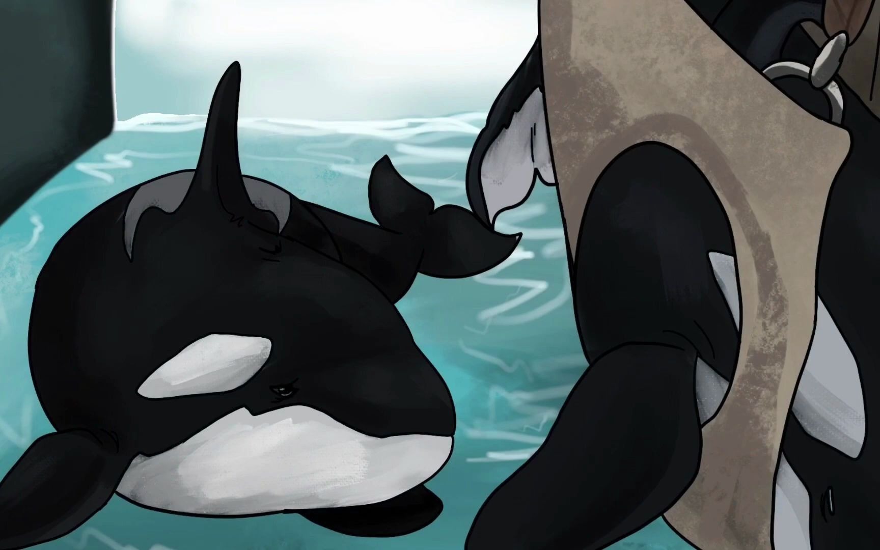 【虎鲸】kandu and orkid-colors