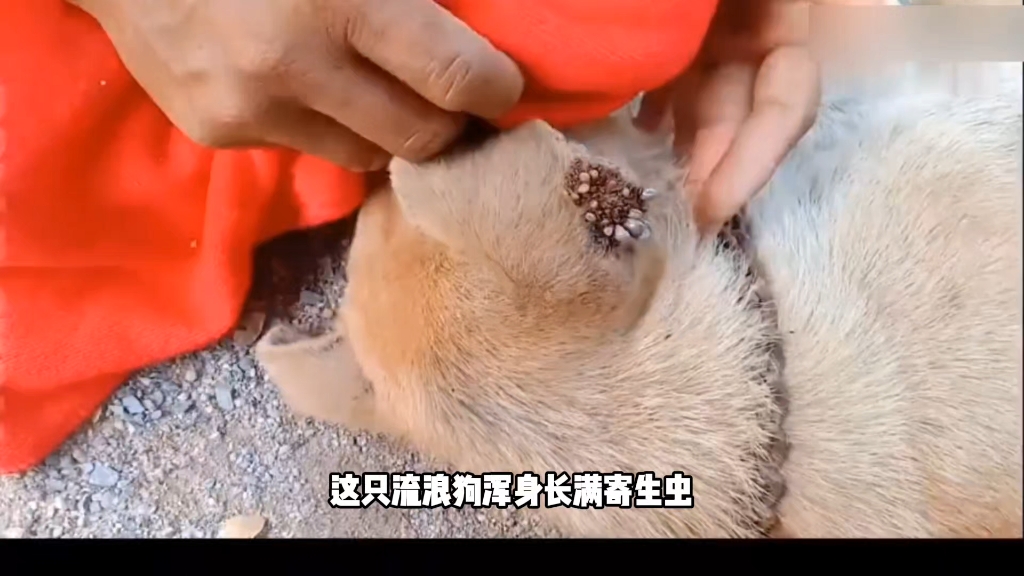 萌宠狗狗感染蜱虫