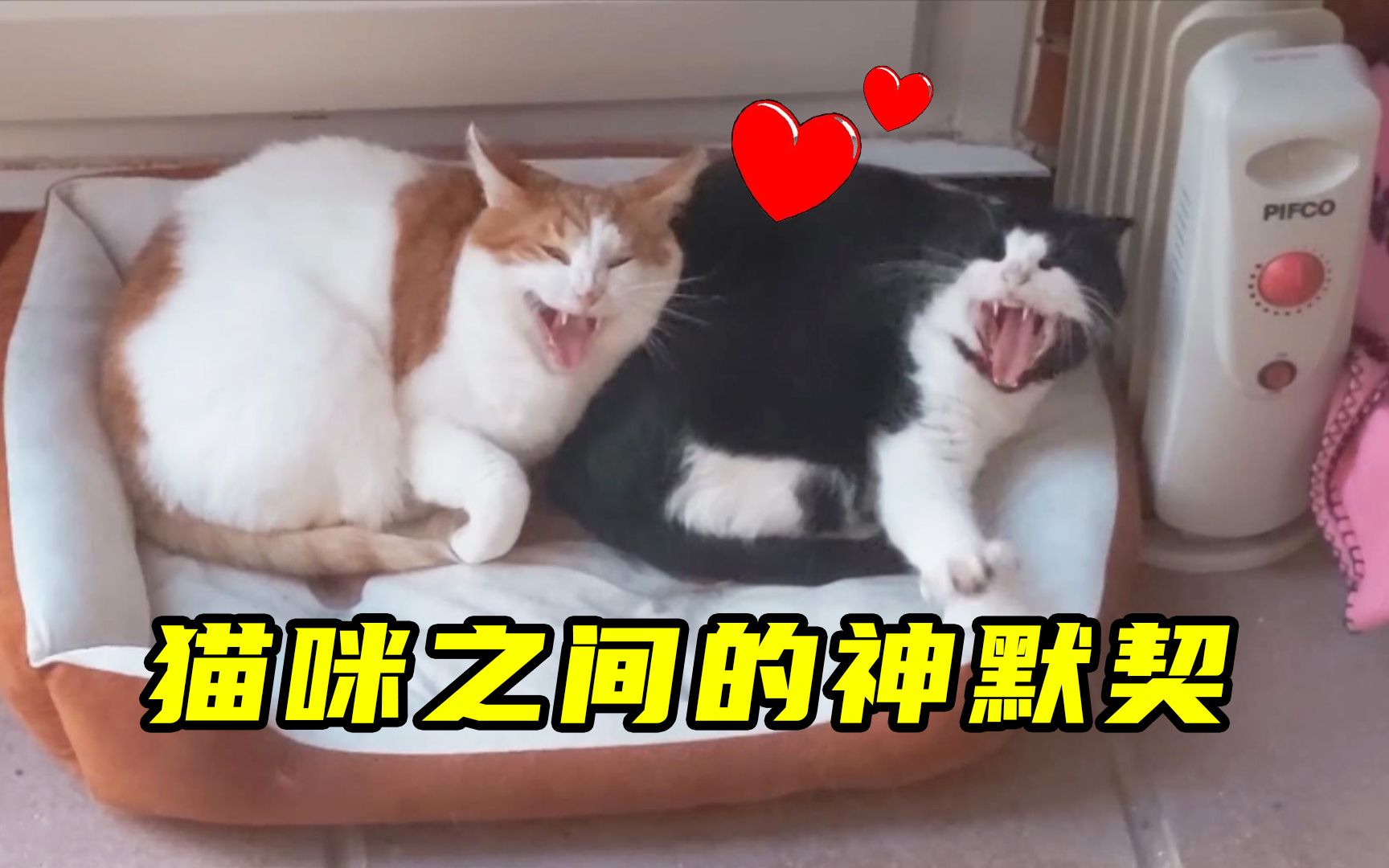 [图]猫咪之间的神默契，简直又可爱又温馨