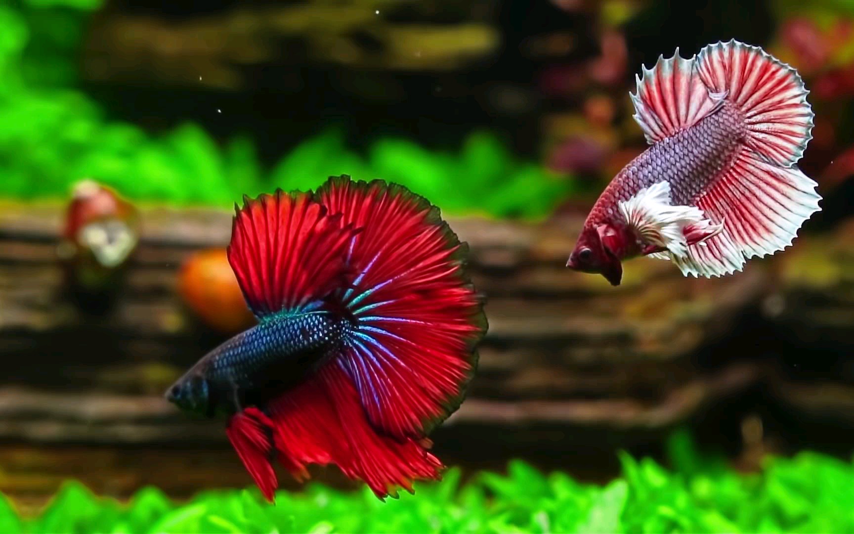 水清!鱼靓!水体清澈透明如空气_哔哩哔哩 (゜-゜)つロ 干杯~-bilibili