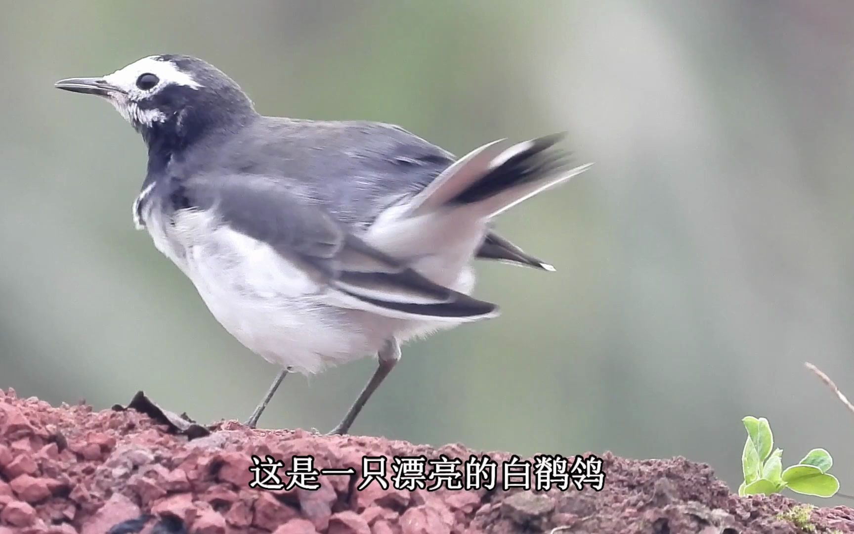 漂亮的小鸟白鹡鸰白鹡鸰梳理羽毛大自然好听的鸟叫声