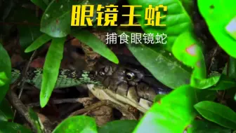 眼镜王蛇 捕猎眼镜蛇