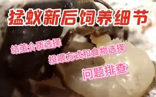 Télécharger la video: 猛蚁新后饲养要点，和问题排查方向