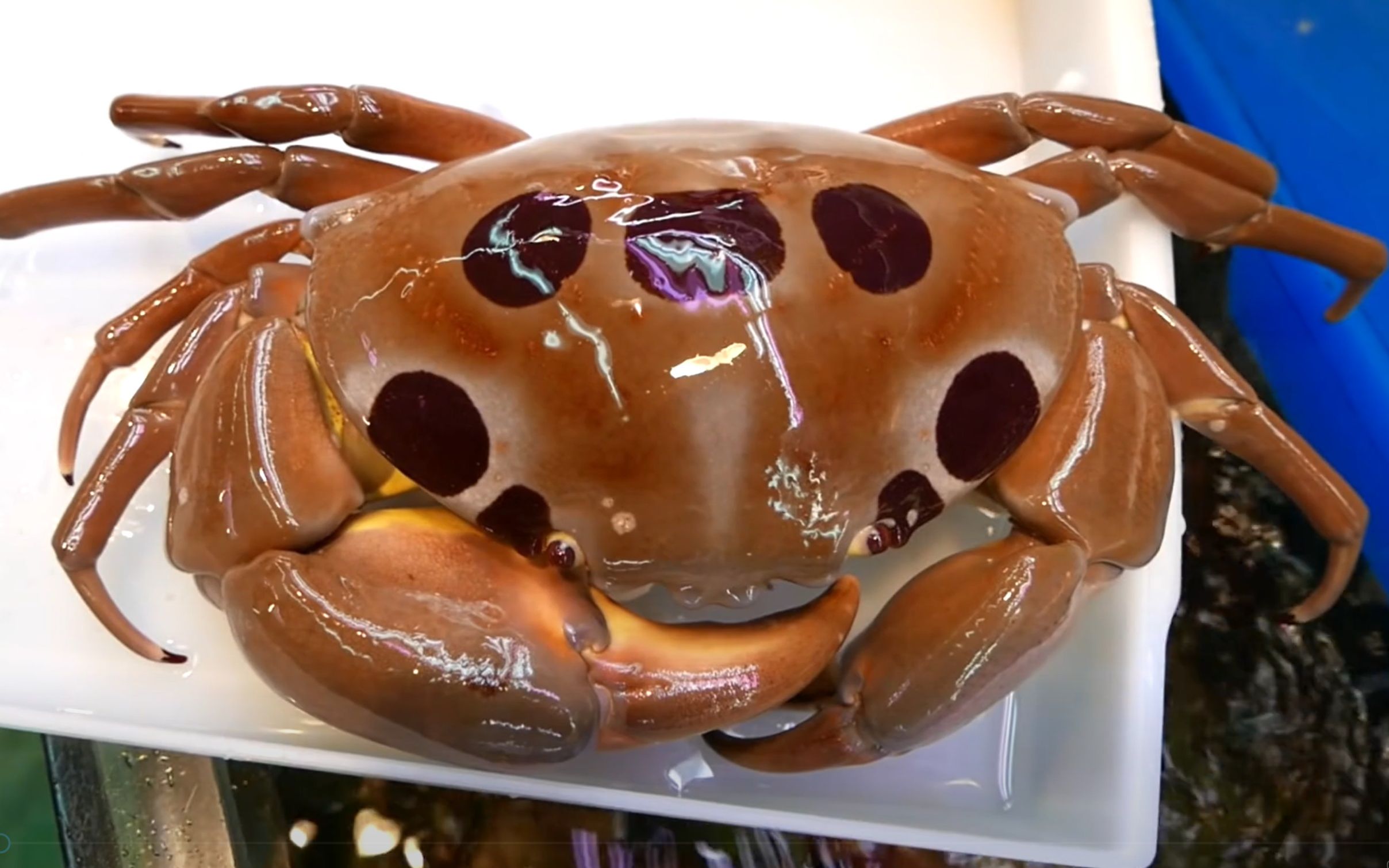 日本路边美食 -七十一 螃蟹