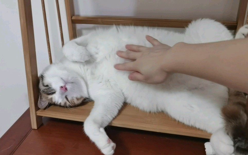 打扰小猫咪睡觉,我是不是太坏了