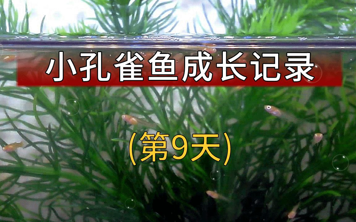 孔雀鱼成长记录第9天 孔雀鱼繁殖小鱼苗有损失 停食开鱼缸过滤