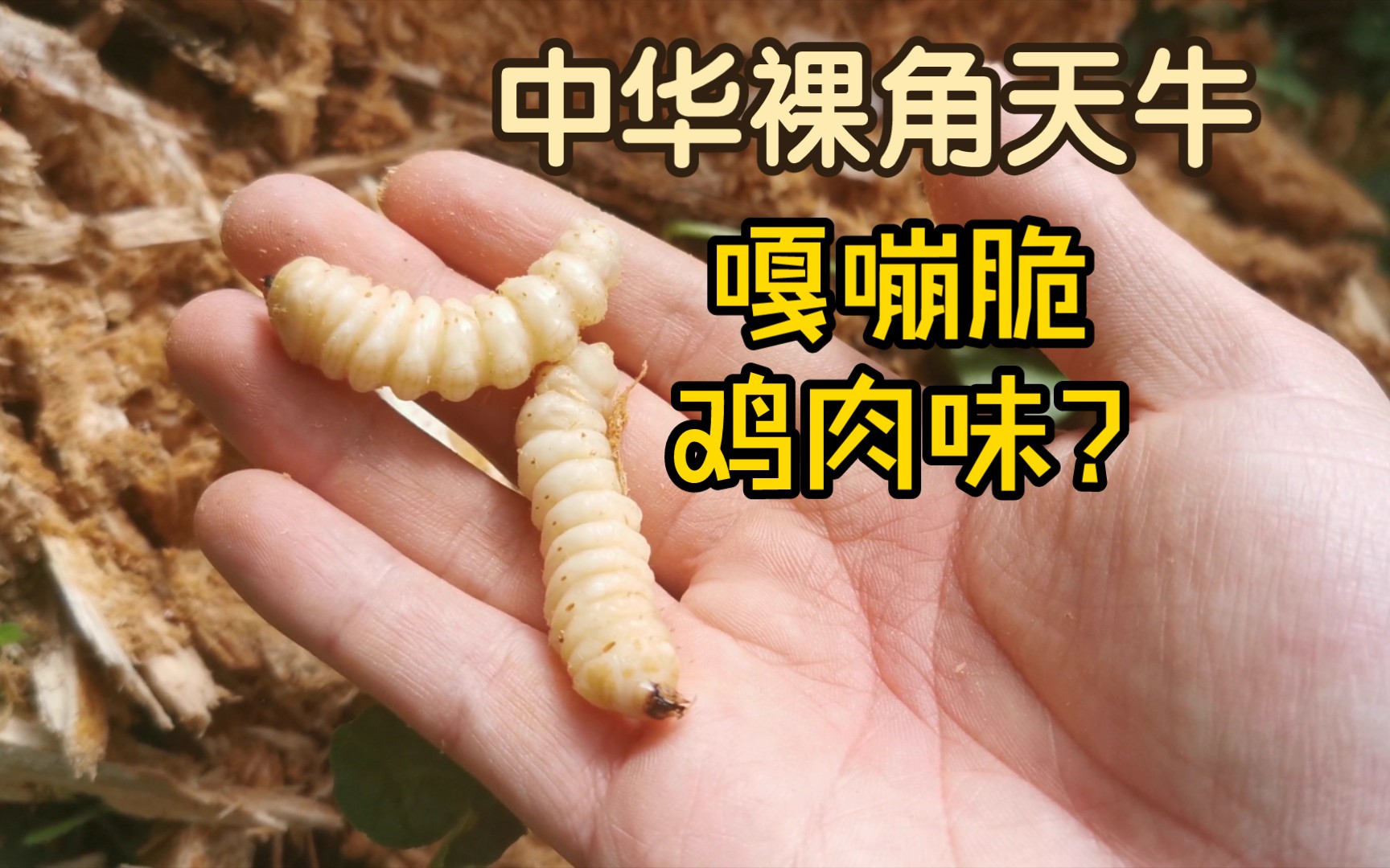 【沉浸式体验抓爆浆虫】中华裸角天牛幼虫