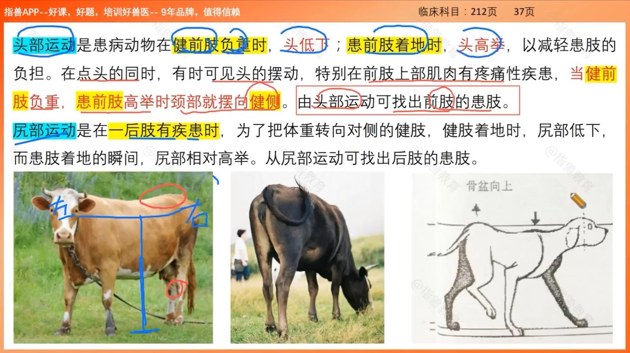 姚奇讲执兽 第84天:悬跛和支跛及其他考点