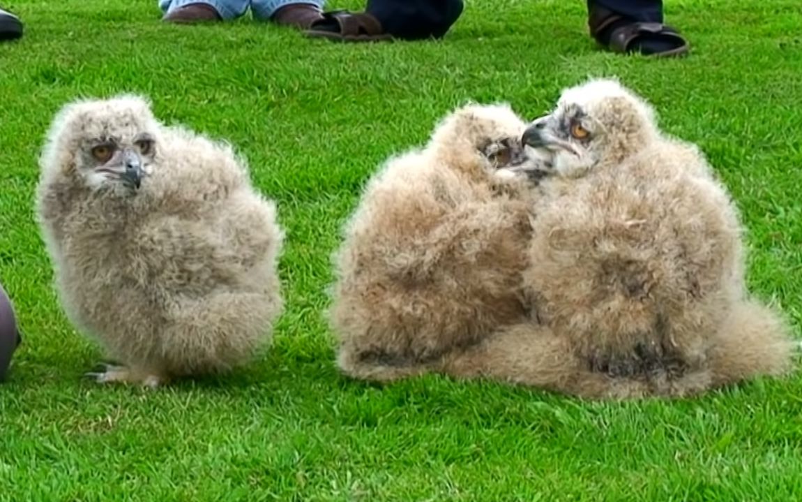 三只雕鸮幼崽在接客