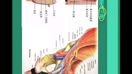 人体解剖学腹股沟管哔哩哔哩bilibili