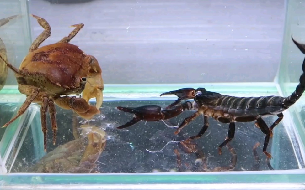 水中大黄蟹vs蝎子王大pk