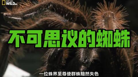 纪录片 不可思议的蜘蛛 英语中英字幕hd7p 哔哩哔哩