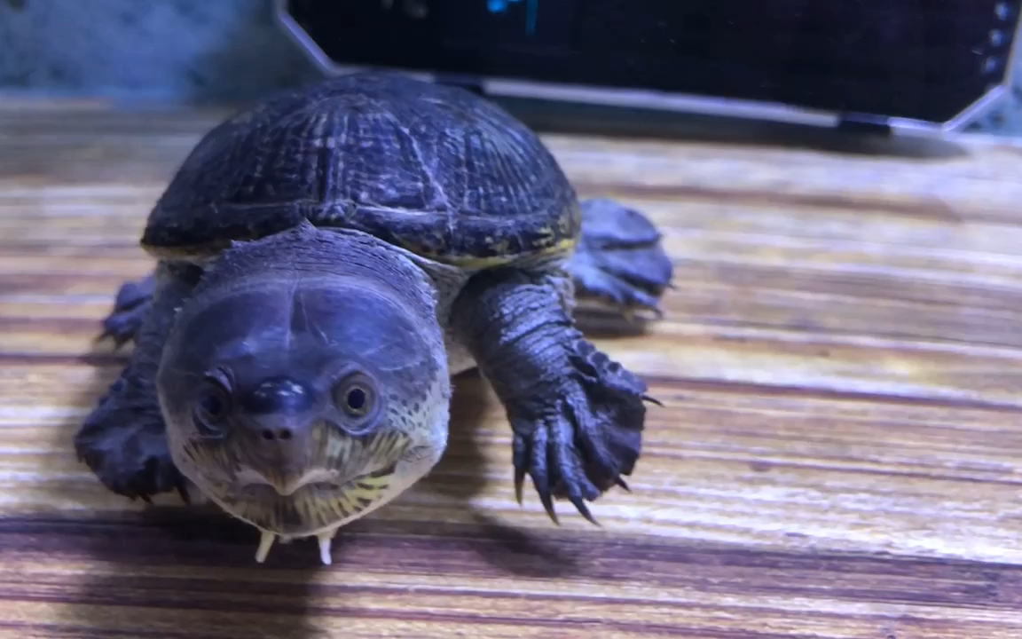 窄桥蛋龟,一开灯眼神儿就不太好的龟