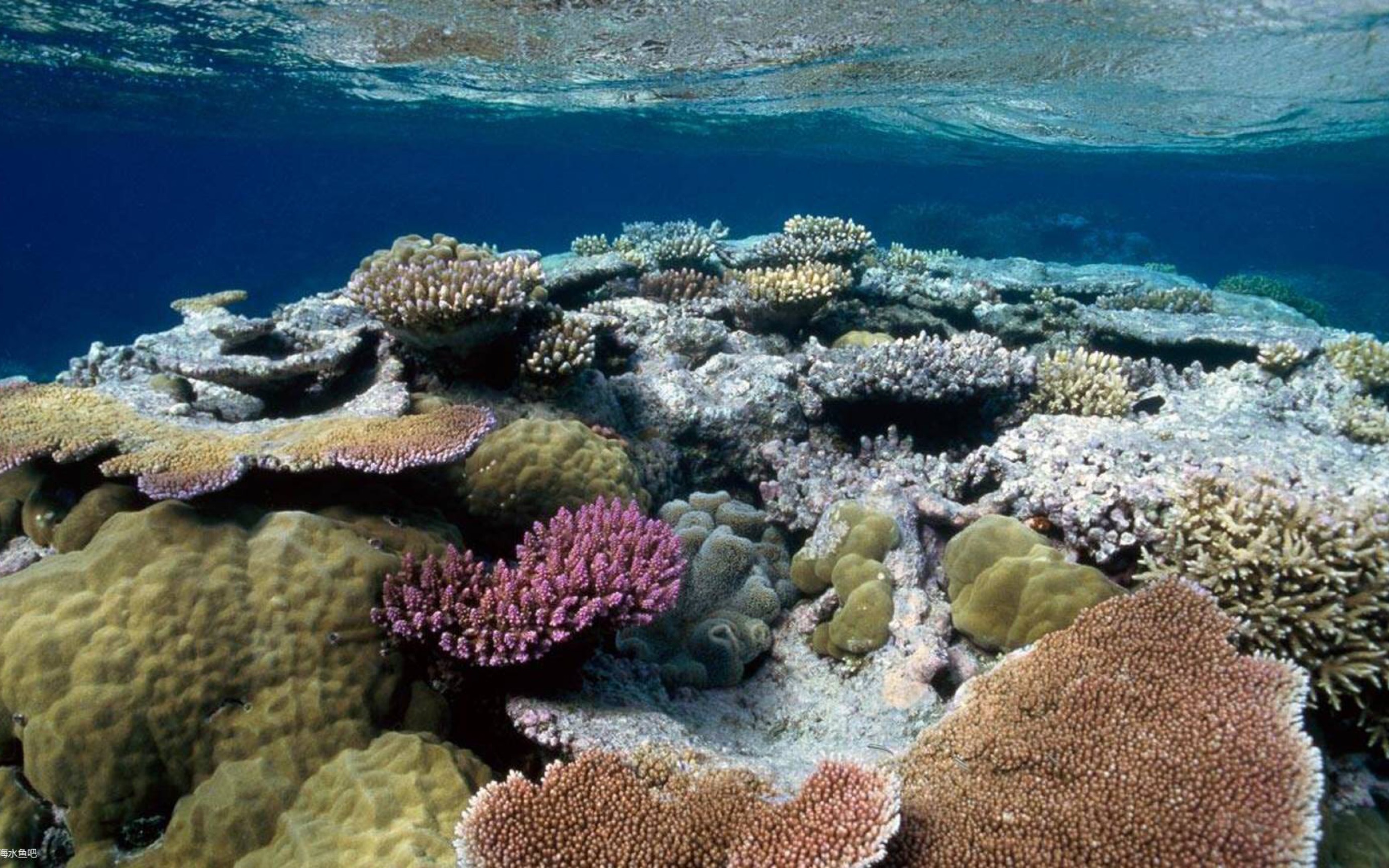 海水生物美图3图片选自海水鱼吧