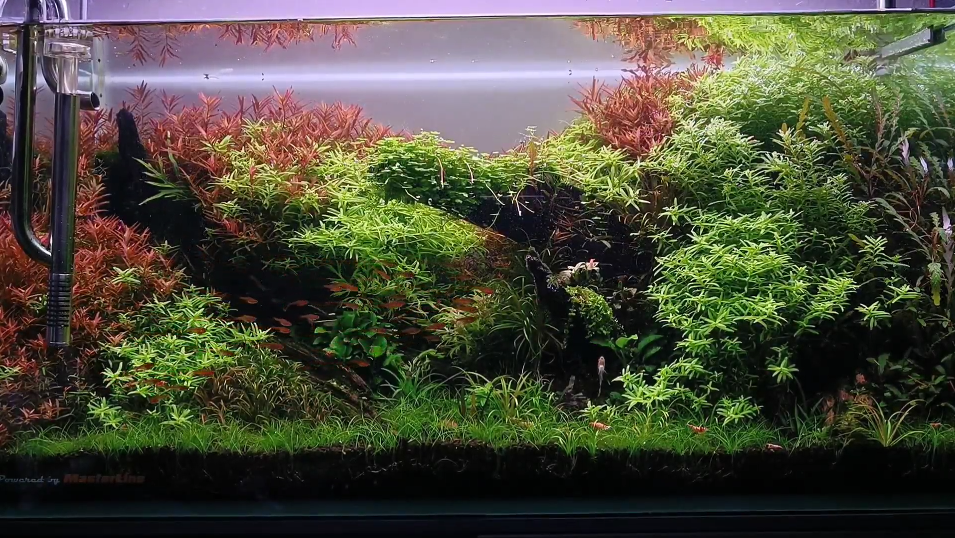 90草缸纯欣赏_哔哩哔哩_bilibili