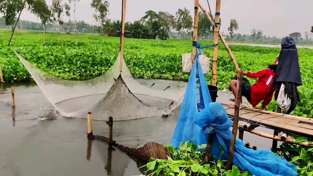 小伙用搬网来捕鱼,捕鱼效果拉满