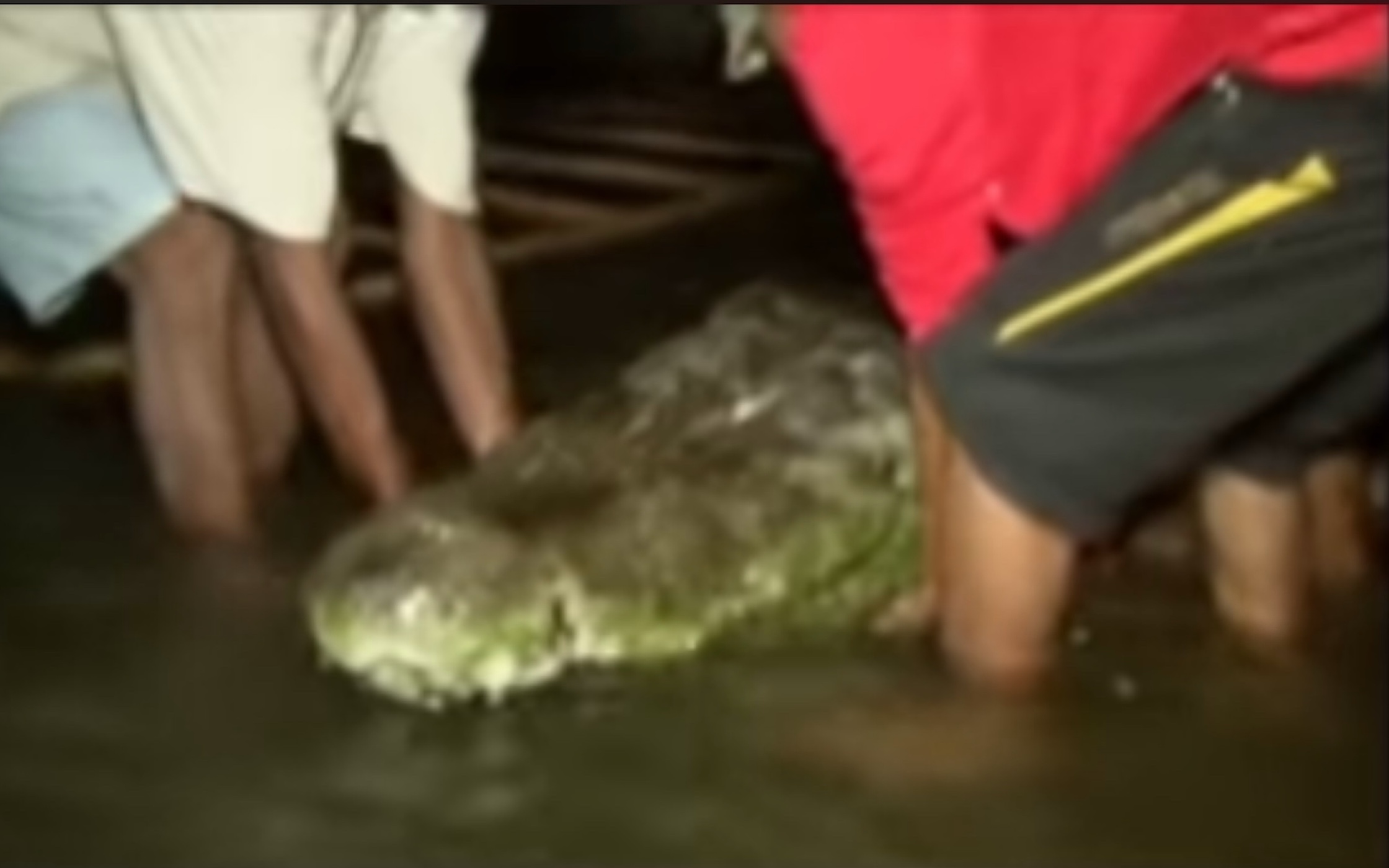 2米1.1吨最大湾鳄"洛龙"在圈养一年后死亡