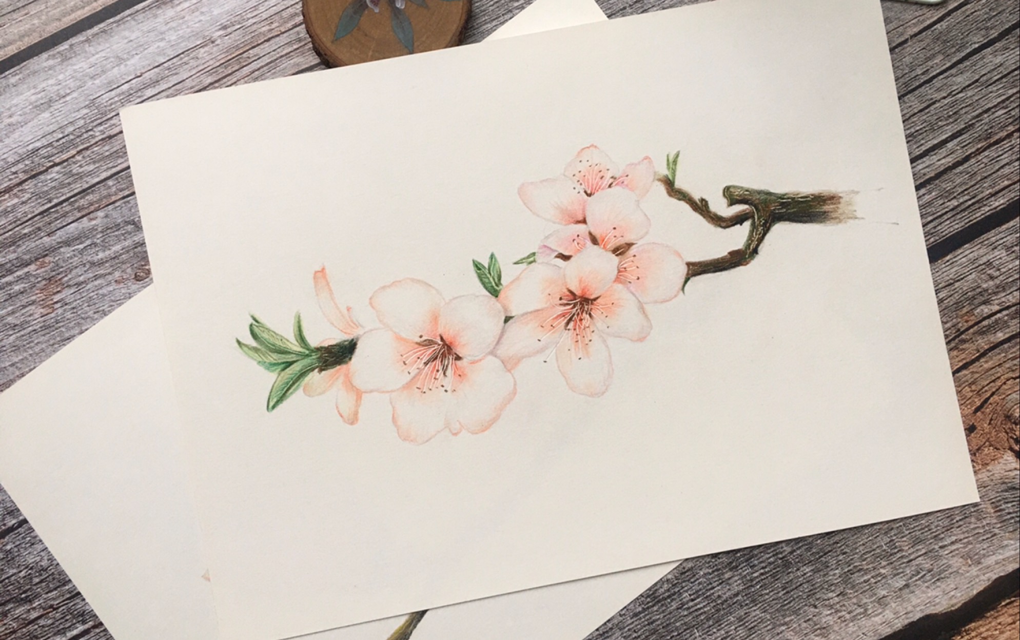 彩铅花卉桃花_哔哩哔哩_bilibili