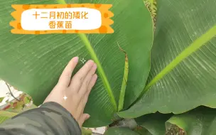 Descargar video: 十二月初的矮化香蕉苗