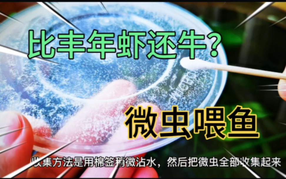 比丰年虾更适合鱼苗开口的微虫,快餐盒就能养,都有啥优缺点?哔哩哔哩bilibili