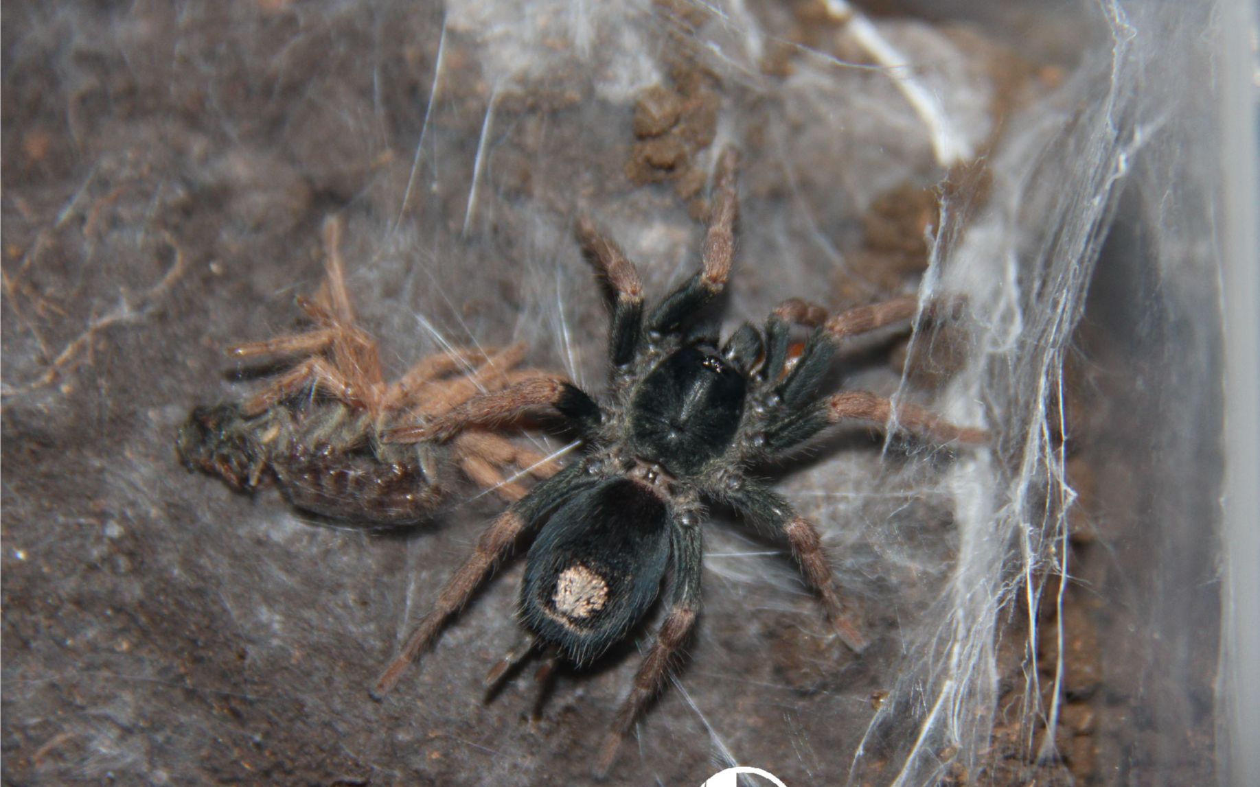 【祁one】捕鸟蛛品种科普系列—巴西粉红侏儒