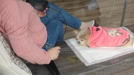 和甜甜最后一面 甜甜在天国一路走好 梦里见嘻嘻 哔哩哔哩