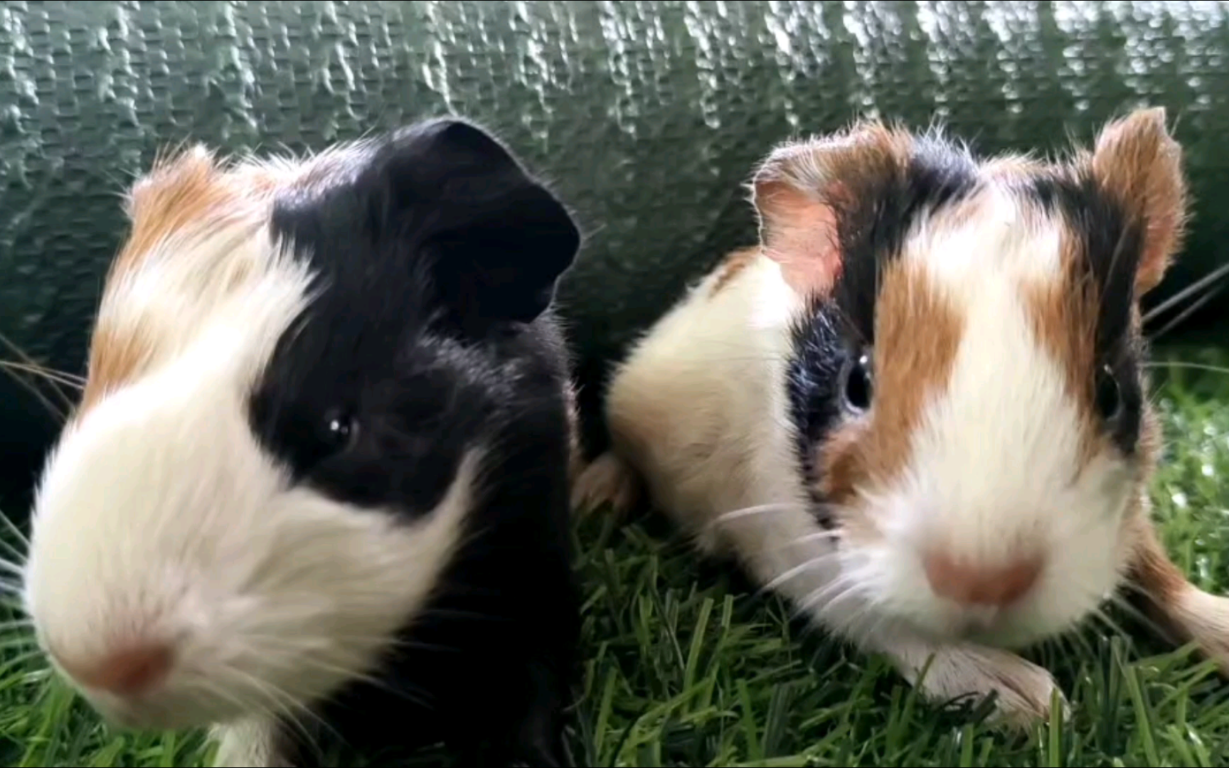 小可爱五胞胎荷兰猪 葫芦娃小模特萌宠加长版 迷你版卡皮巴拉