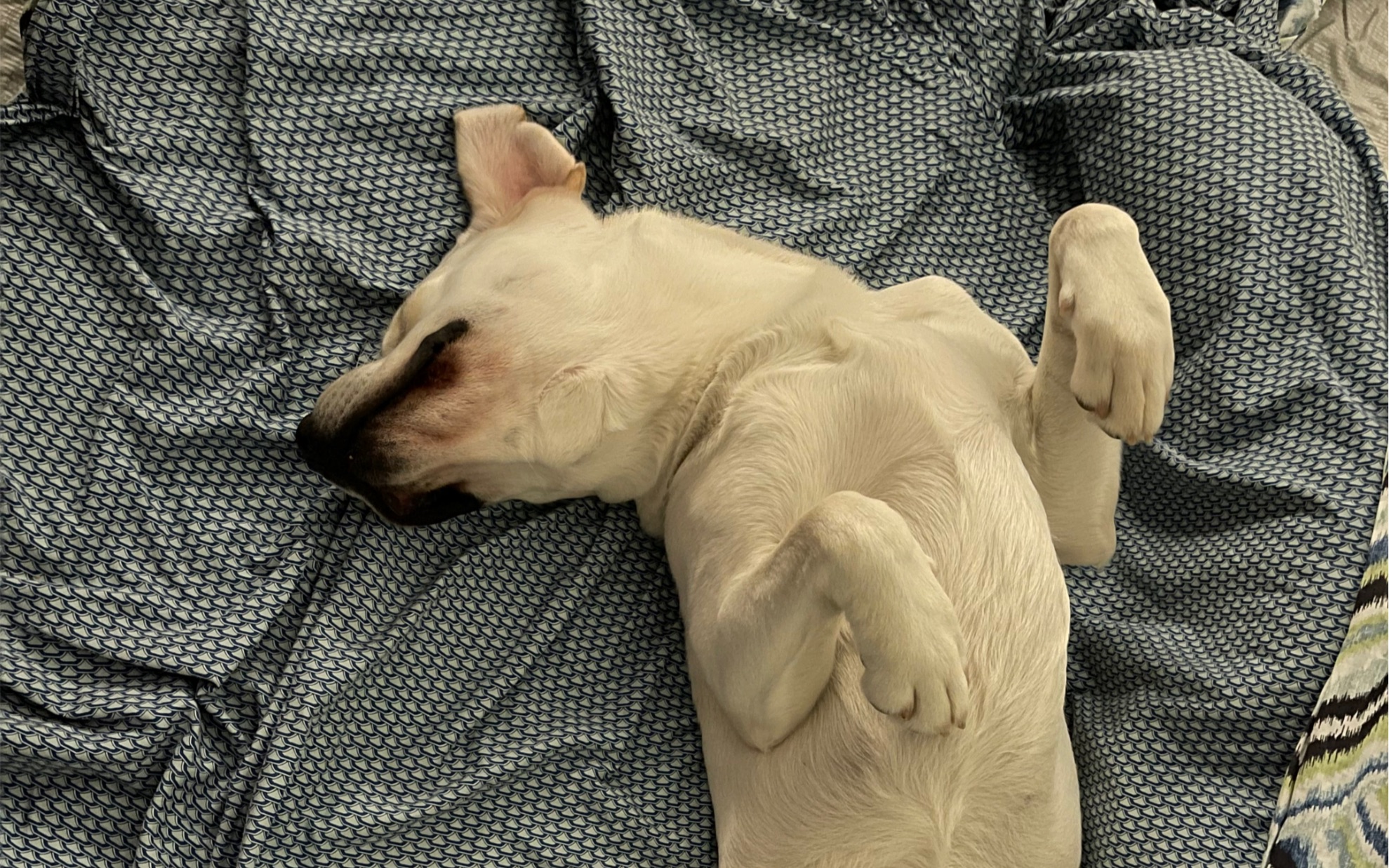 修勾这样睡觉是不是说明它很有安全感拉布拉多睡觉姿势大赏