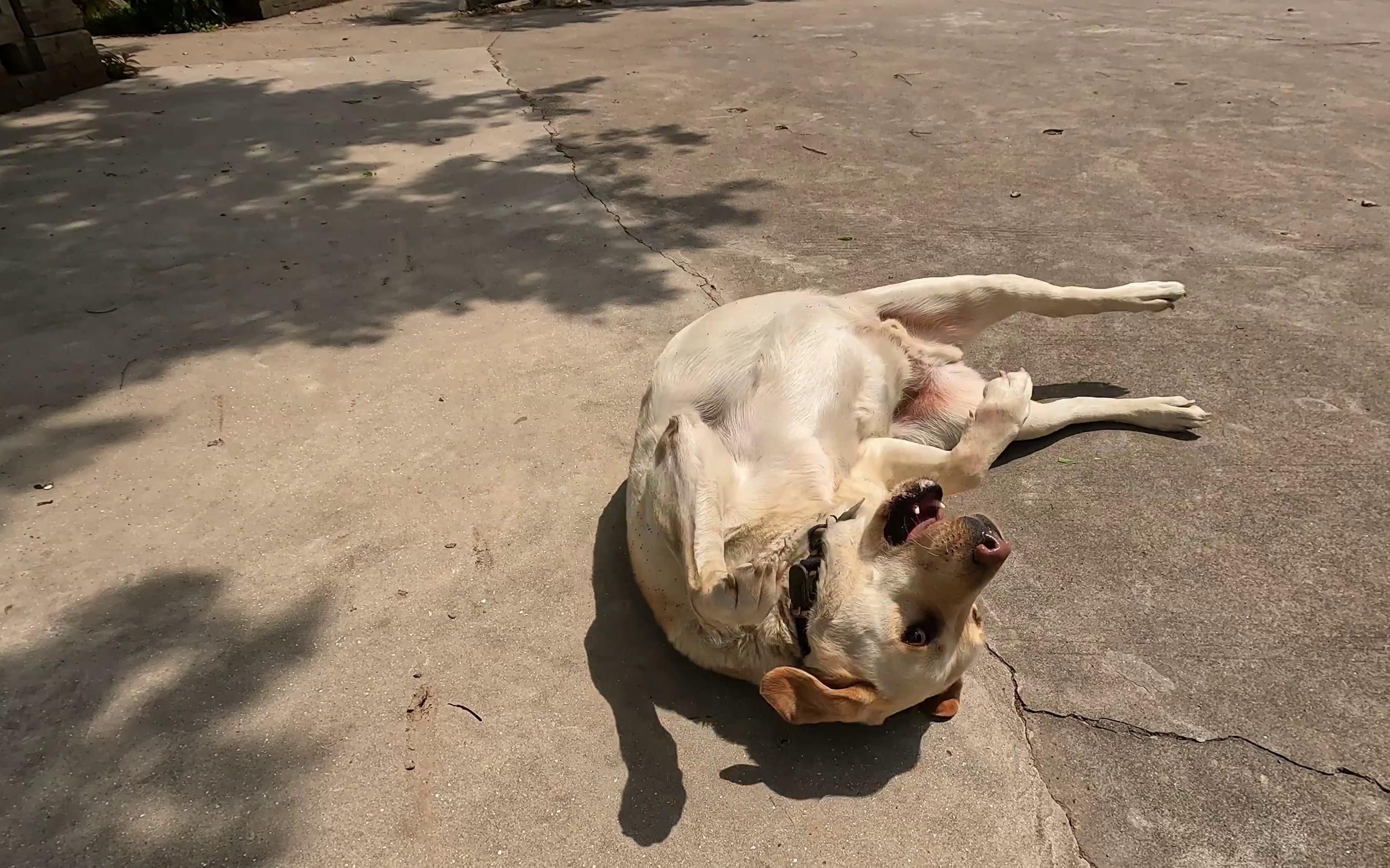 胖猪翻滚,只为逗主人一笑