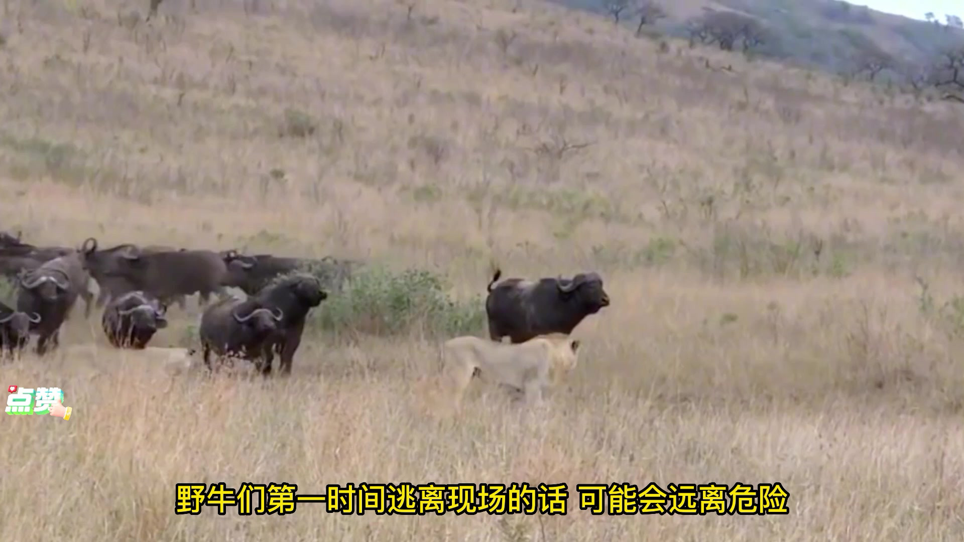 [图]狮群意欲猎食野牛，谁知野牛群太聪明，狮群多次攻击也拿不下