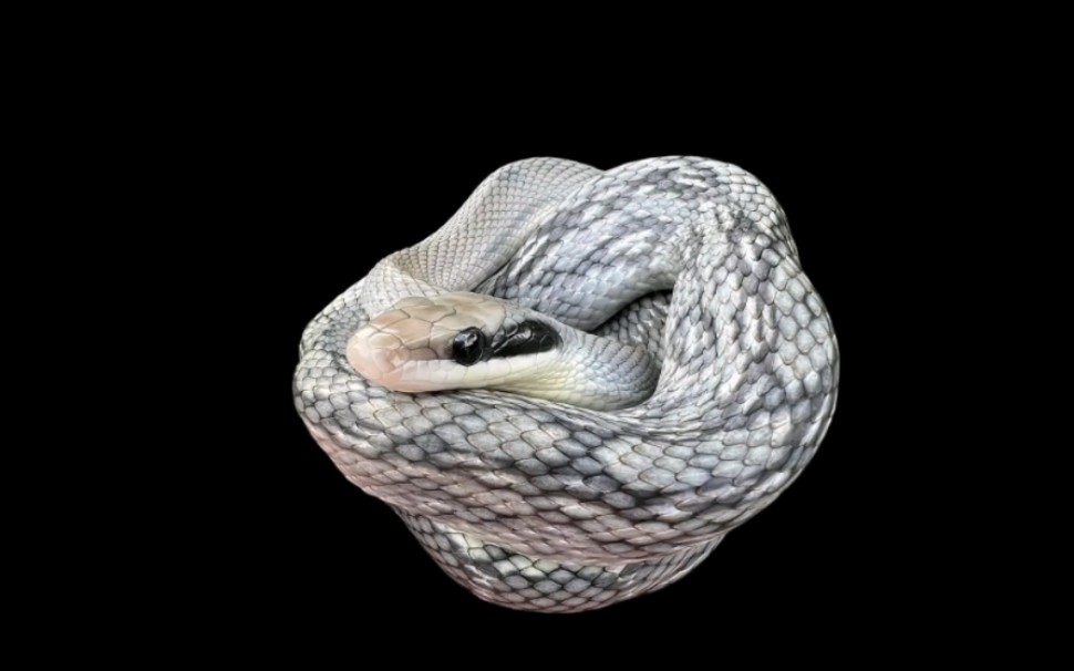 黑眉锦蛇越南亚种