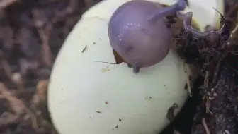 水蜗牛卵孵化记录day01 哔哩哔哩 Bilibili 水蜗牛卵孵化记录day01 哔哩哔哩 Bilibili