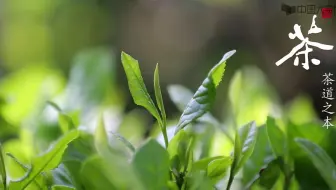 中国茶道  湖南农业大学：朱海燕