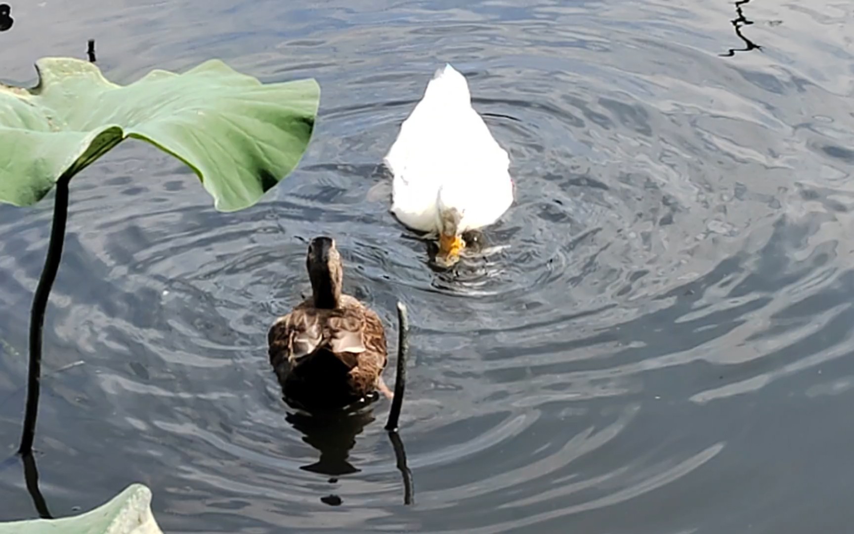 昆明翠湖里的小动物们