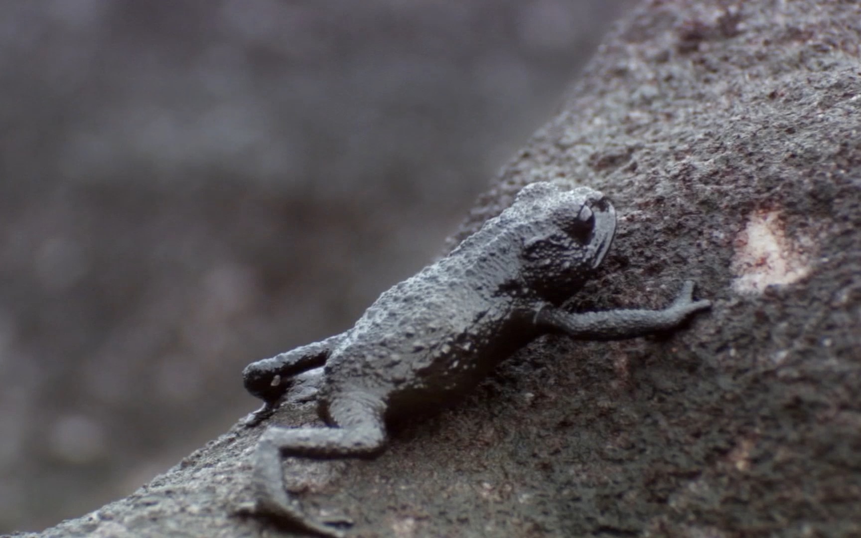 活动作品卵石蟾保命滚下山坡