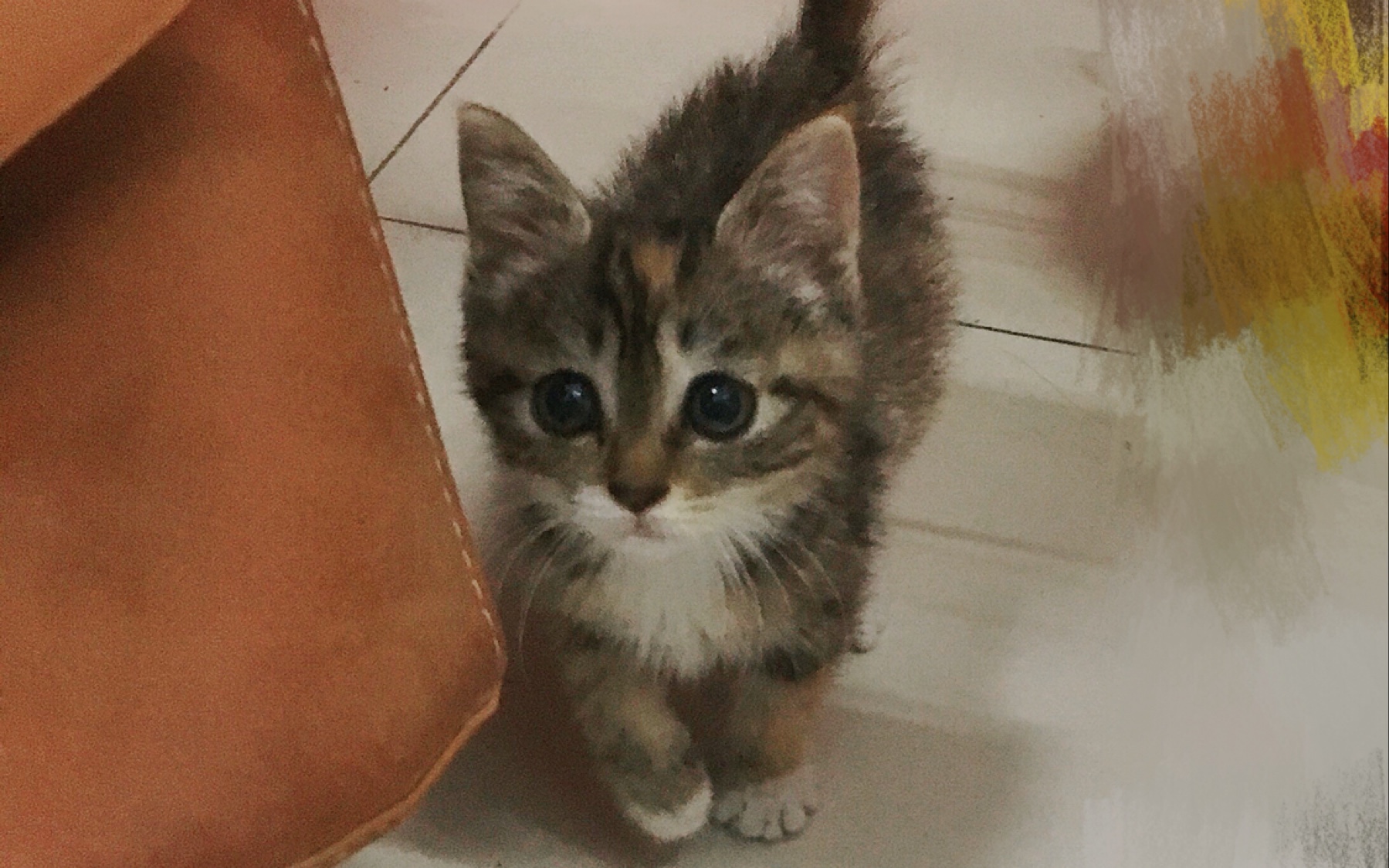 【狸花猫】只是一只小奶猫在舔毛