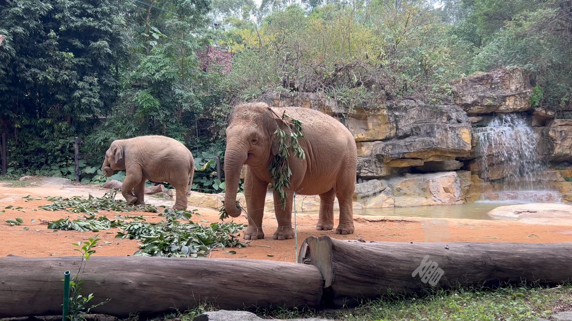 亚洲象 #长隆野生动物园 #大象朱莉