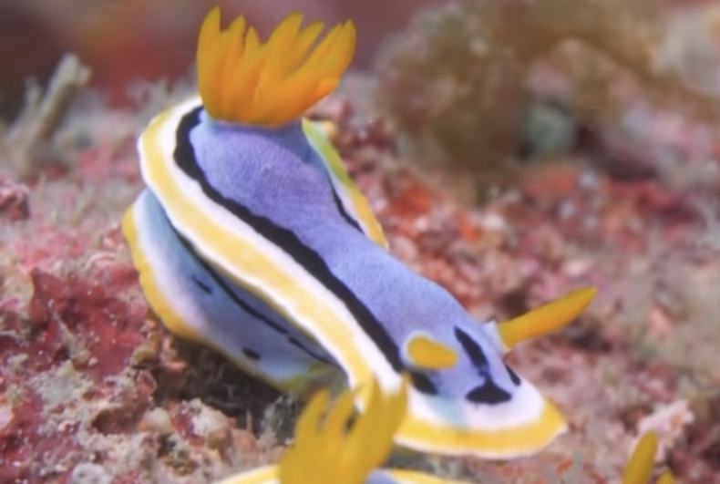 最为常见的海蛞蝓之一 安娜多彩海蛞蝓 chromodoris annae (yt@saleh