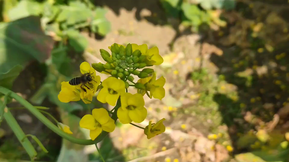 [图]我亦飘零久，花自落