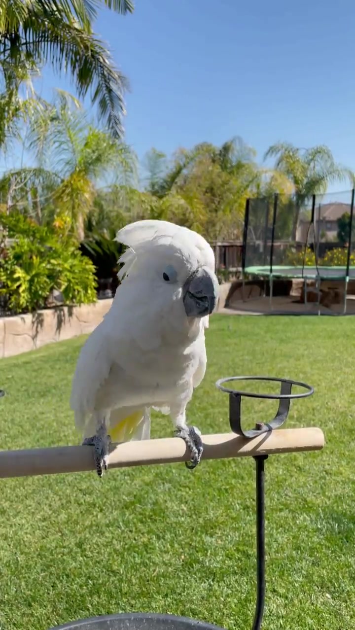 分享一只在跳舞的雨伞巴丹9599
