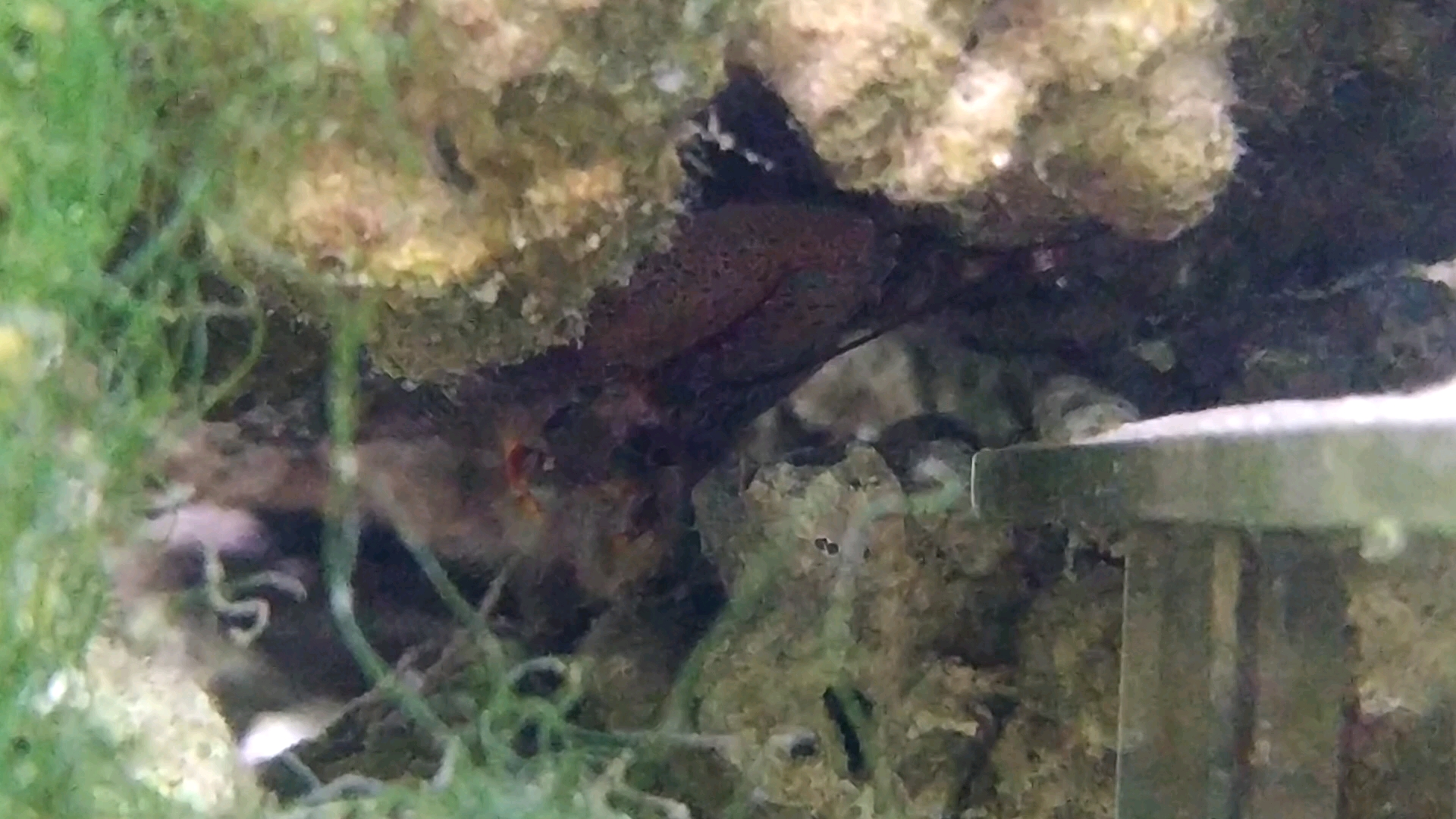 哈氏岩瓷蟹正在滤食