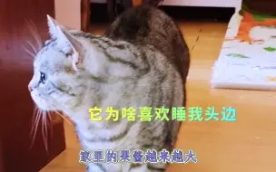 Video herunterladen: 小猫咪为啥就喜欢睡在我的头边！