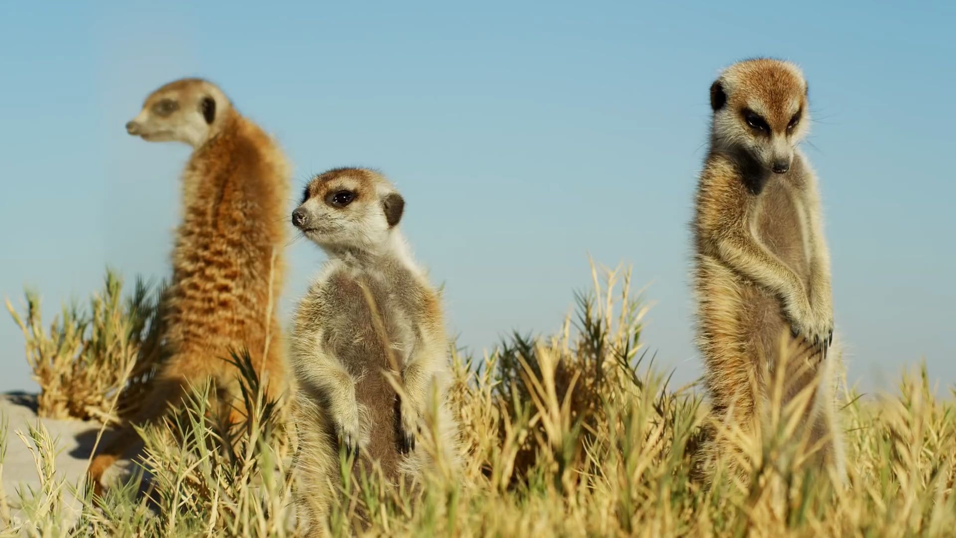 来自卡拉哈里沙漠的松鼠- 4k野生动物纪录片_哔哩哔哩_bilibili