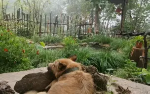 Скачать видео: 下雨过后，就想给大家分享下小院的风景，看了让人放松