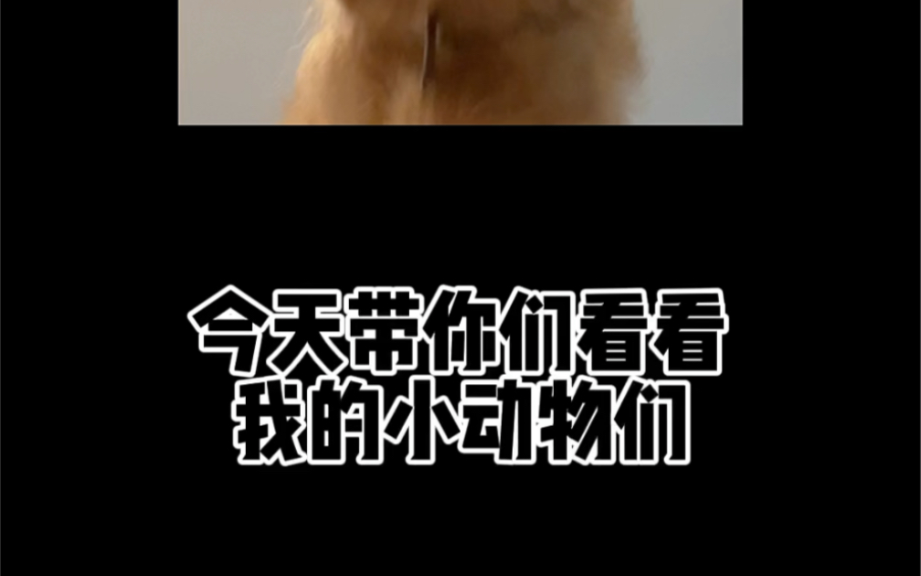 所以小鱼叫什么名字好呢?哔哩哔哩bilibili