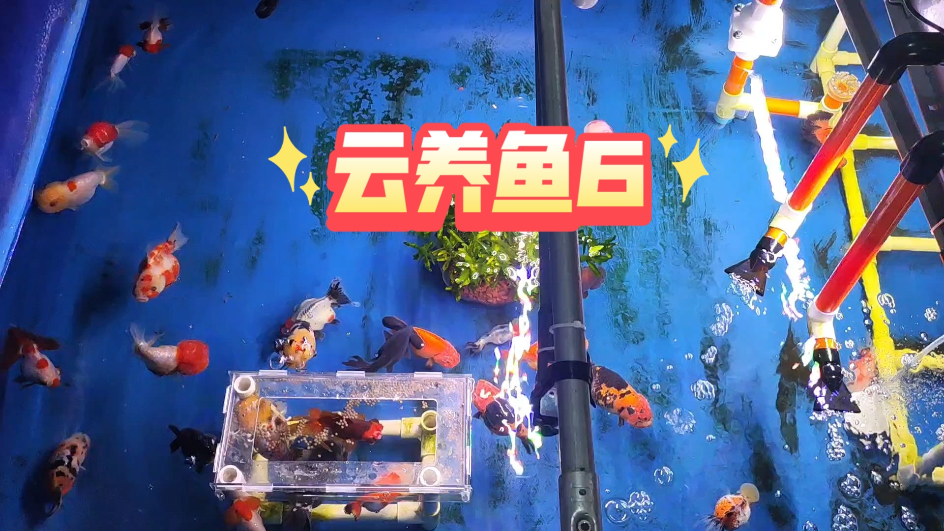 致富经金鱼养殖(致富经养殖业视频)