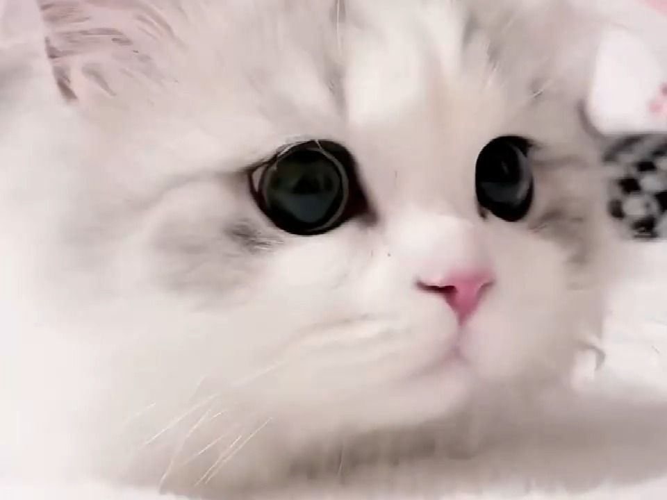 盘点那些满级喵喵虫.