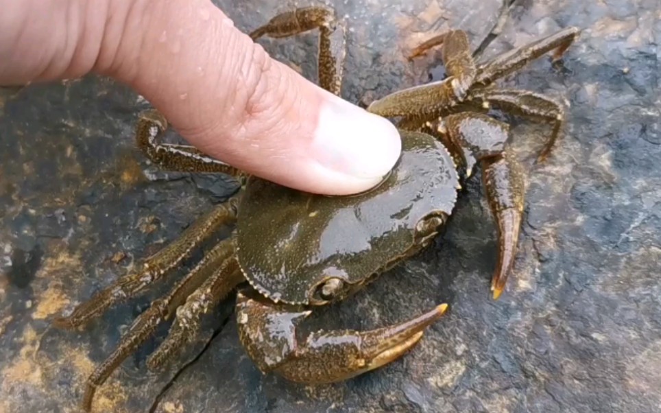 广西壮族小伙在小溪抓螃蟹看它和海里的螃蟹有什么区别吗