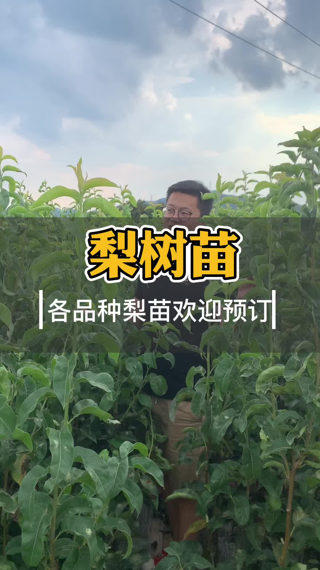 梨树苗新品种有哪些表现最好秋月翠冠翠玉圆黄黄花超月新华梨哔哩哔哩bilibili