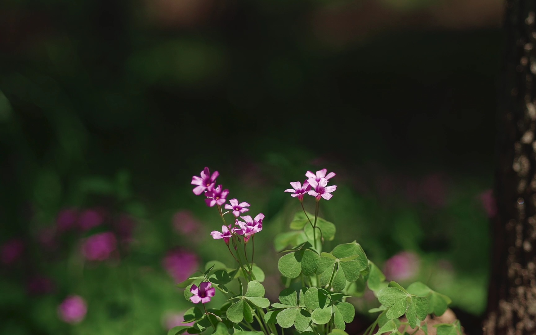 [图]摄于武汉花山生态公园